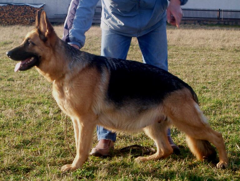 How Many Times Can A German Shepherd Get Pregnant And Give Birth In A How Many Times Can A German Shepherd Get Pregnant And Give Birth In A